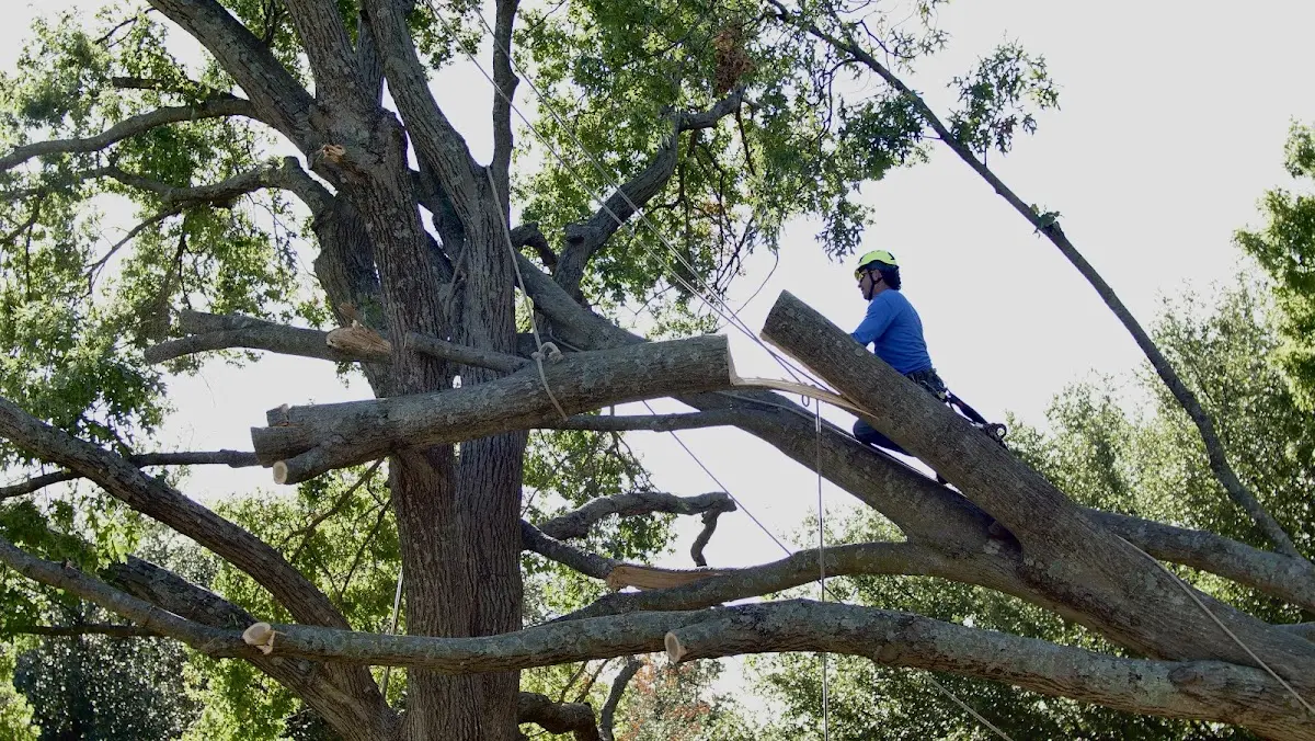 Professional Crown Thinning performed by certified arborists in Fairforest